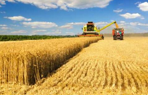 疫情之下，“三农”经济如何抓