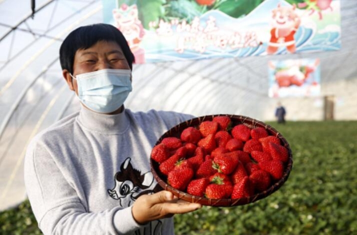 北京农商银行守护“莓”好 助力乡村振兴